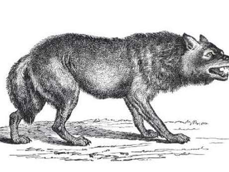 Visite famille "Le loup à Nouzilly et en gâtine tourangelle"