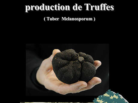 Marché aux truffes