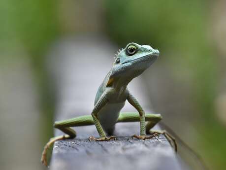 Salon Reptiles