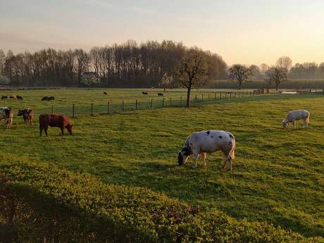 Rencontre avec un agriculteur et ses vaches