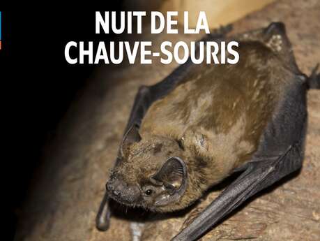 Nuit de la Chauve-Souris