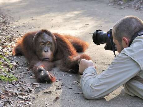 Orang-outan, l'homme de la forêt