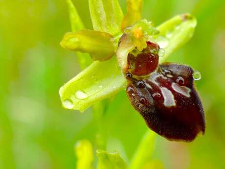 Les orchidées en photo