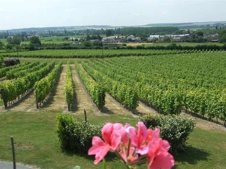 Entre bois de Juche-Pie et vignobles des Folies
