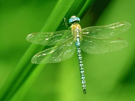 Libellules, papillons et compagnie