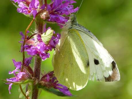 Macro photo de peites bêtes