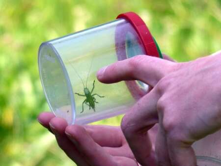 Petites bêtes terrestres