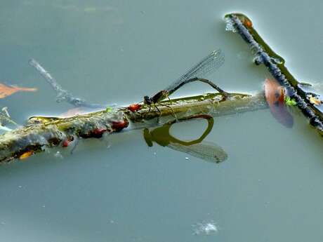 Les petites bêtes aquatiques de la mare