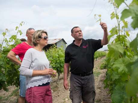 Randonnée commentée dans les vignes