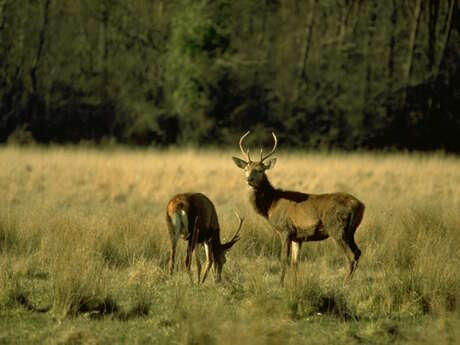 Les amours du cerf