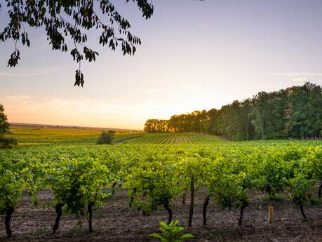 Entre Loire, vigne, forêt Entre Loire, vigne, forêt