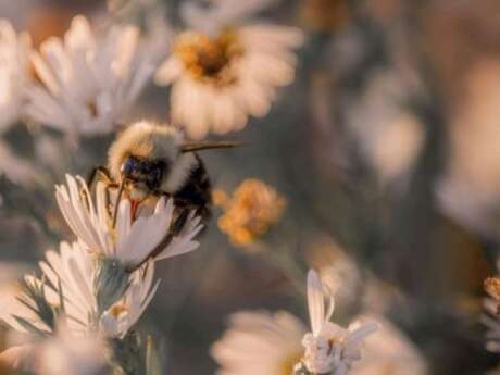 Animation ruche pédagogique