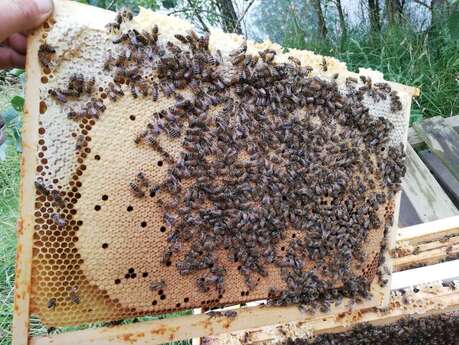 Patrimoine et savoir-faire : Crotelles et les ruchers du Madelon