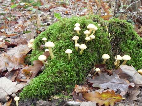Sortie Champignons sur les bords de Loire avec la Maison de la Loire 37