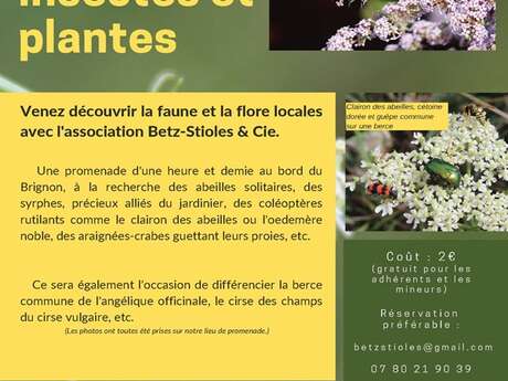Sortie Insectes et Plantes