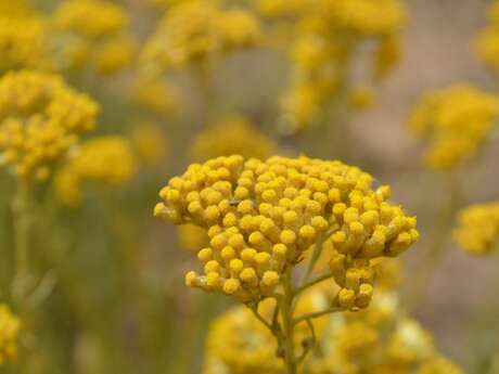 VITALBA - DISTILLERIE LISTINCU