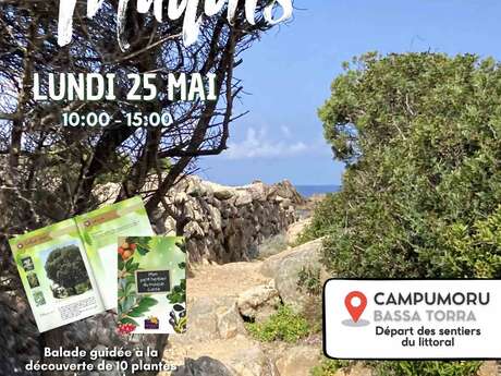 Balade guidée à la découverte du maquis à Campomoro
