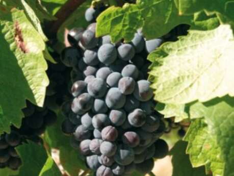 DOMAINE SAN MICHELI