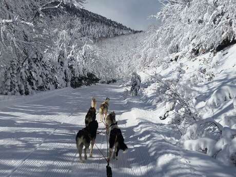 Chiens de traîneau avec Husky Evasion