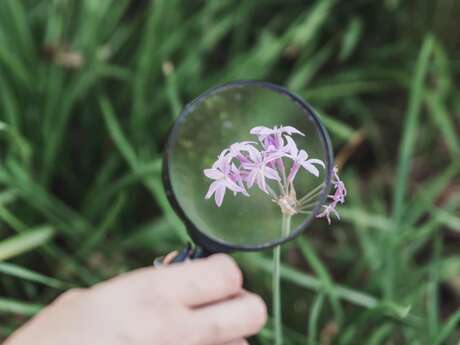 L’Herboristerie Moderne - Sortie Botanique