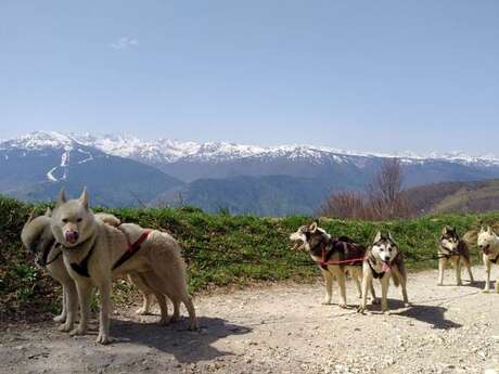 Cani-kart avec Amarok Sport Aventure Cani-kart avec Amarok Sport Aventure
