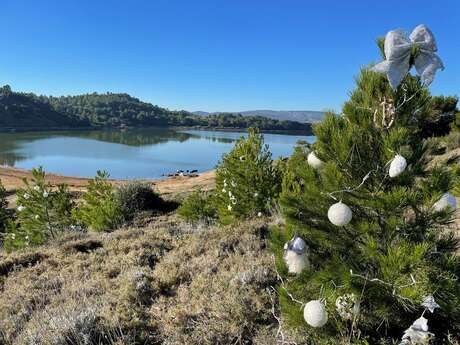 Opération Pin d'Alep