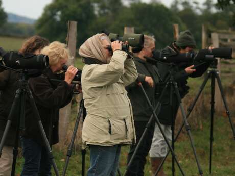Observer la migration des oiseaux en val d’Arroux (Fête de la Science 2025)
