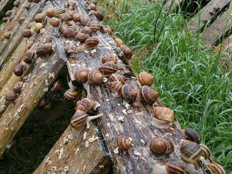 Ferme hélicicole "L'escargot de Vincent et Elise"