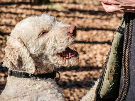 Maison aux Mille Truffes