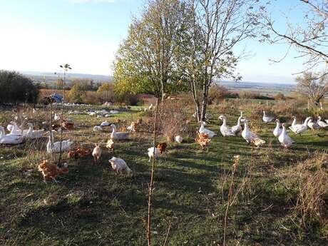 Ferme bio "La clé des champs"