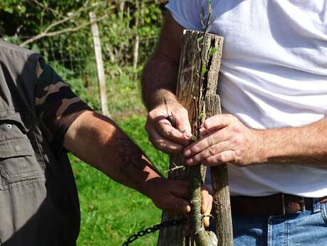 Stage verger : Greffe des arbres fruitiers