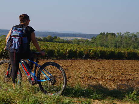 Boucle cyclable n°19 - des vieilles vignes