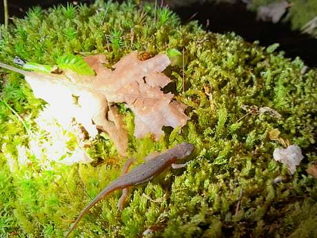 Fréquence grenouille