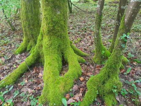 Le monde secret de la forêt de Cîteaux