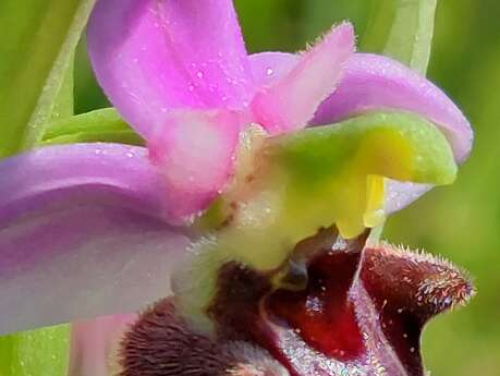 Randonnée "les Orchidées du soleil" à Fresne St Mamès