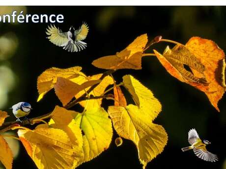 Conférence : Plantes et Sorcellerie