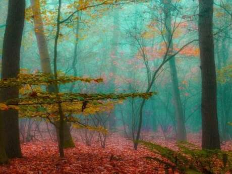 La forêt dans nos têtes