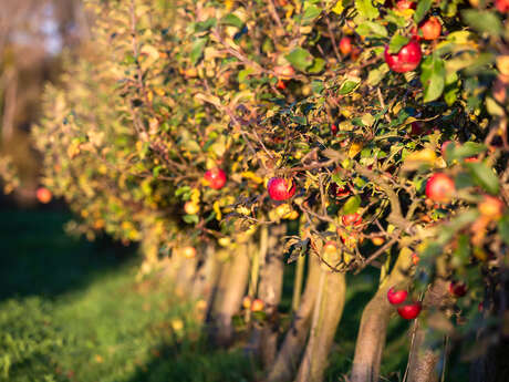 Les Rendez-vous du Terroir: Visite du verger Bio de Fouchécourt
