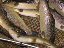 Pisciculture du breuchin