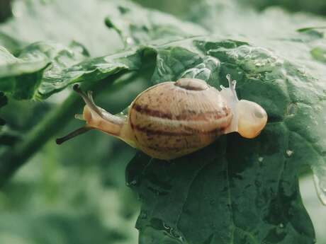 L'escargot sort de sa coquille à Choye