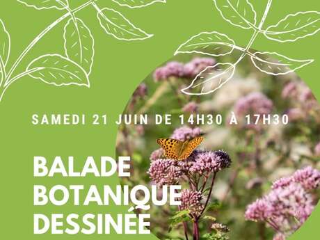 Balade botanique dessinée... c'est l'été à Bibracte !