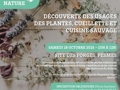 Découverte des usages des plantes, cueillette et cuisine sauvage