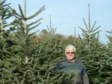 Sapin de Noël : coupe au champ à Vantoux