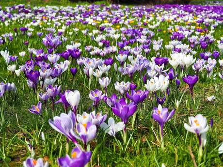 Fête du printemps à Champs-sur-Yonne