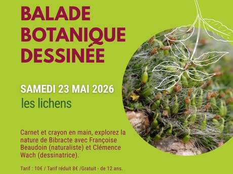 Balade botanique dessinée... Les lichens de Bibracte !