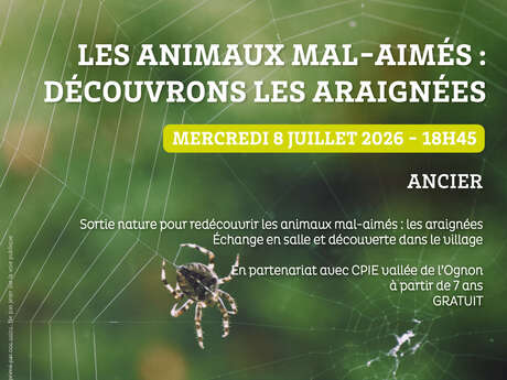 Sortie nature : Les animaux mal aimés : découvrons les araignées