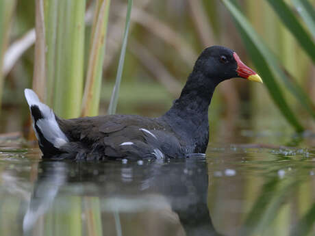 Comptage des oiseaux d'eau hivernants à Champagney (70)