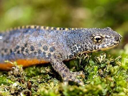 À la découverte des amphibiens