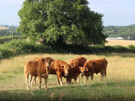 GAEC Limousin-Bourgogne GAEC Limousin-Bourgogne