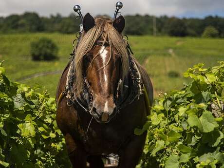 Escapades dans le vignoble - Circuit Passion - 1 journée